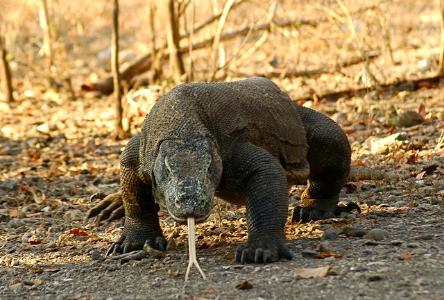 Berkenalan Dengan Kadal Komodo Si Kadal Terbesar Di Dunia Alam Pedia