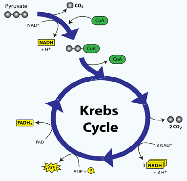 Krebs cycle scheme Krebs cycle scheme