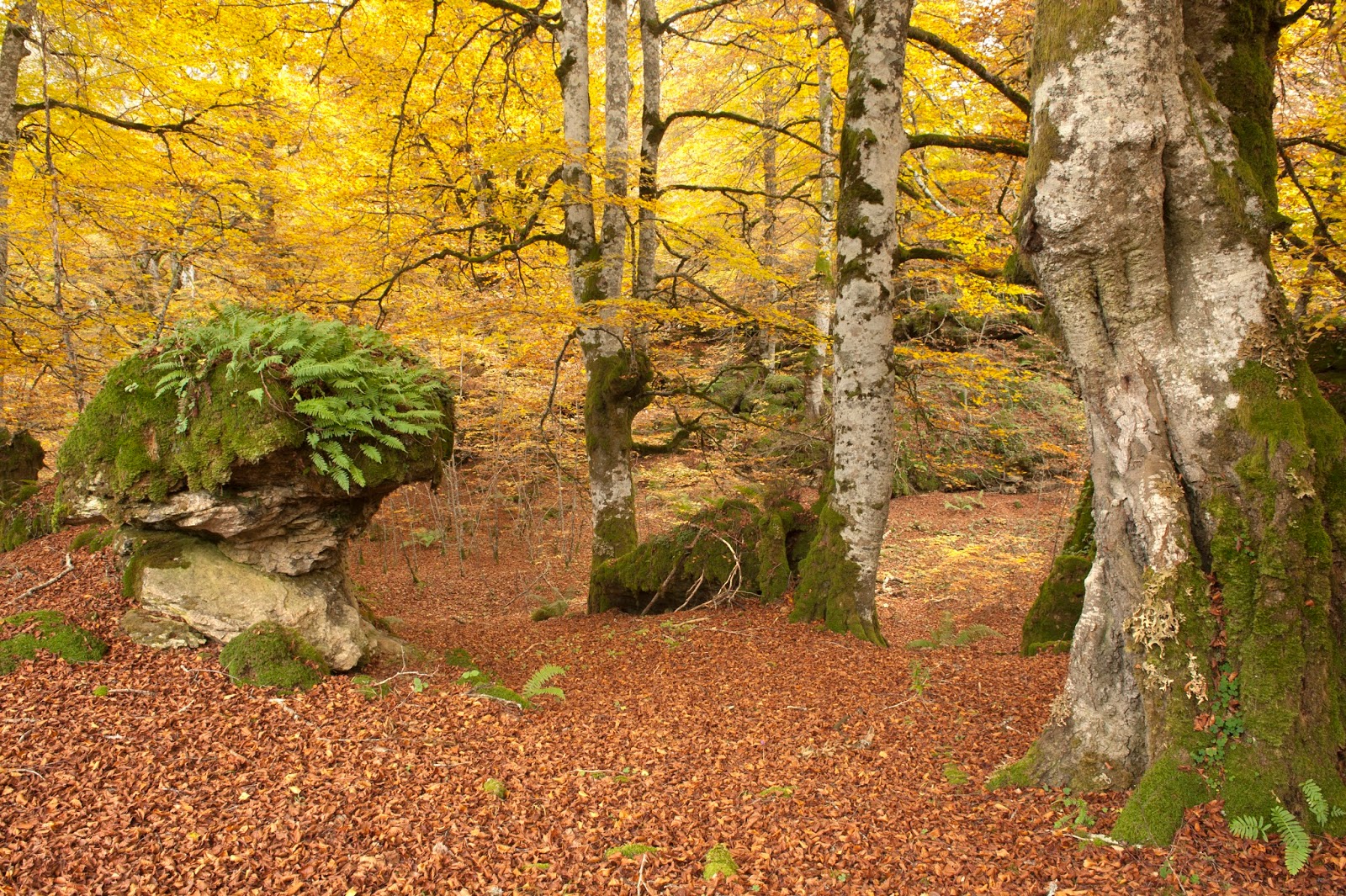 Instantes, fotos de Sebastián Navarrete "El Bosque Encantado" Larraona