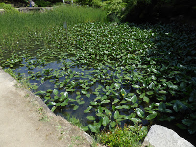山田池公園 コウホネの池