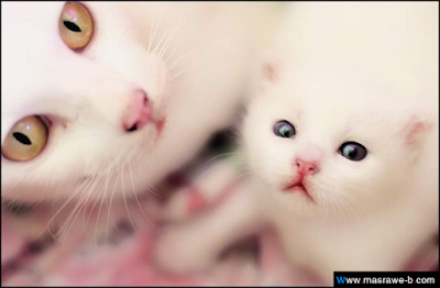 cats37
