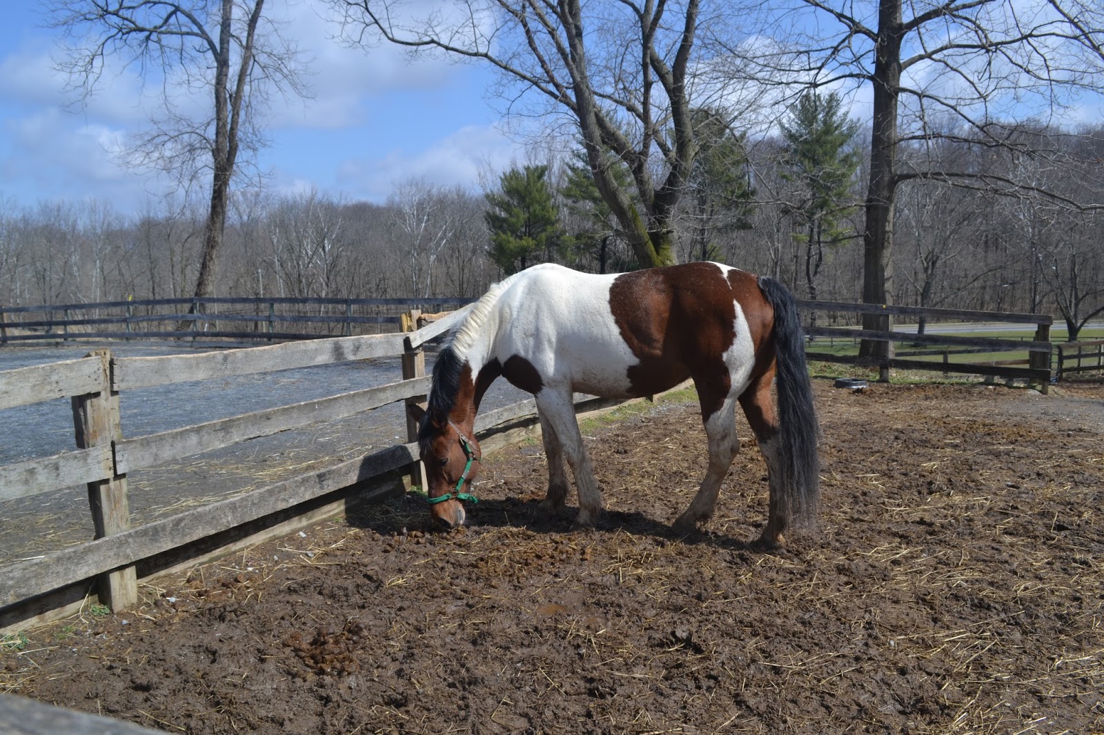 Do Horses Neigh When They Run?: Do horses get stressed?