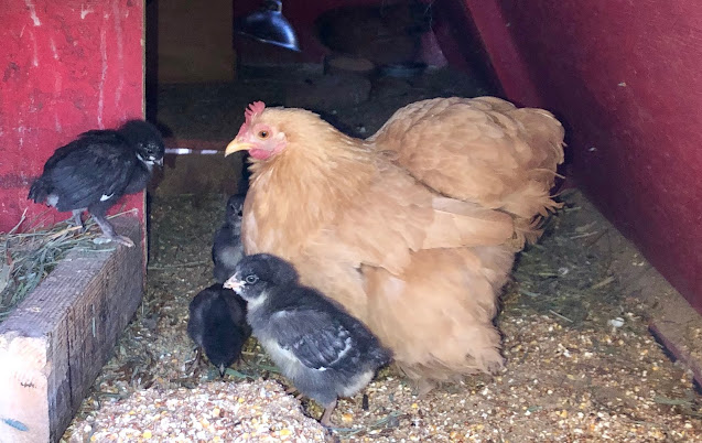 Broody hen with chicks