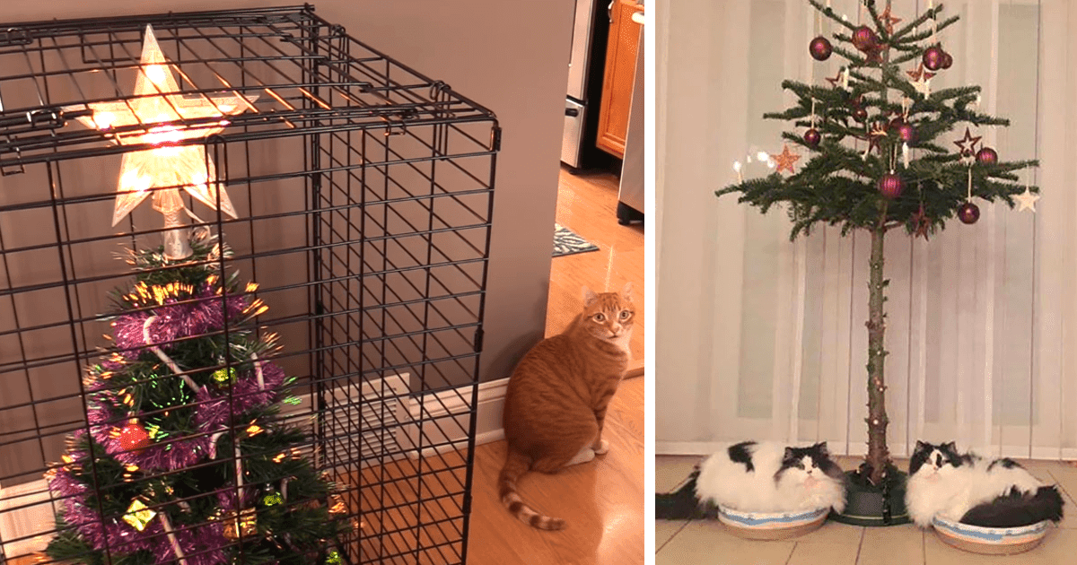 These Geniuses Found A Way To Protect Their Christmas Trees From Their
