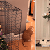 These Geniuses Found A Way To Protect Their Christmas Trees From Their Cats And Dogs