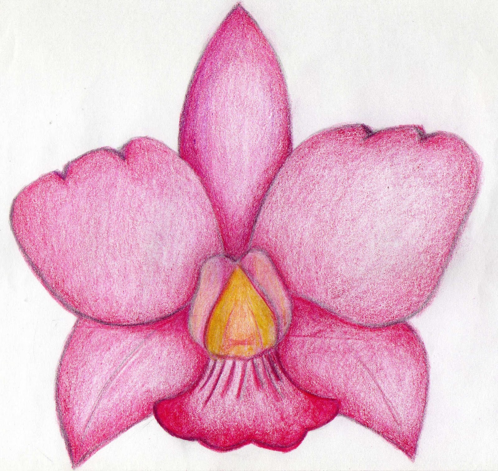 ILUSTRACION ANALOGA TEMÁTICA ORQUÍDEAS DE COLOMBIA