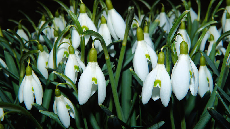Wild Snowdrops