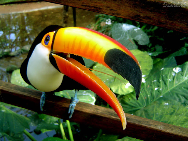 Tucano Uccelli