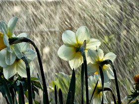 Narcisos-bajo-la-lluvia