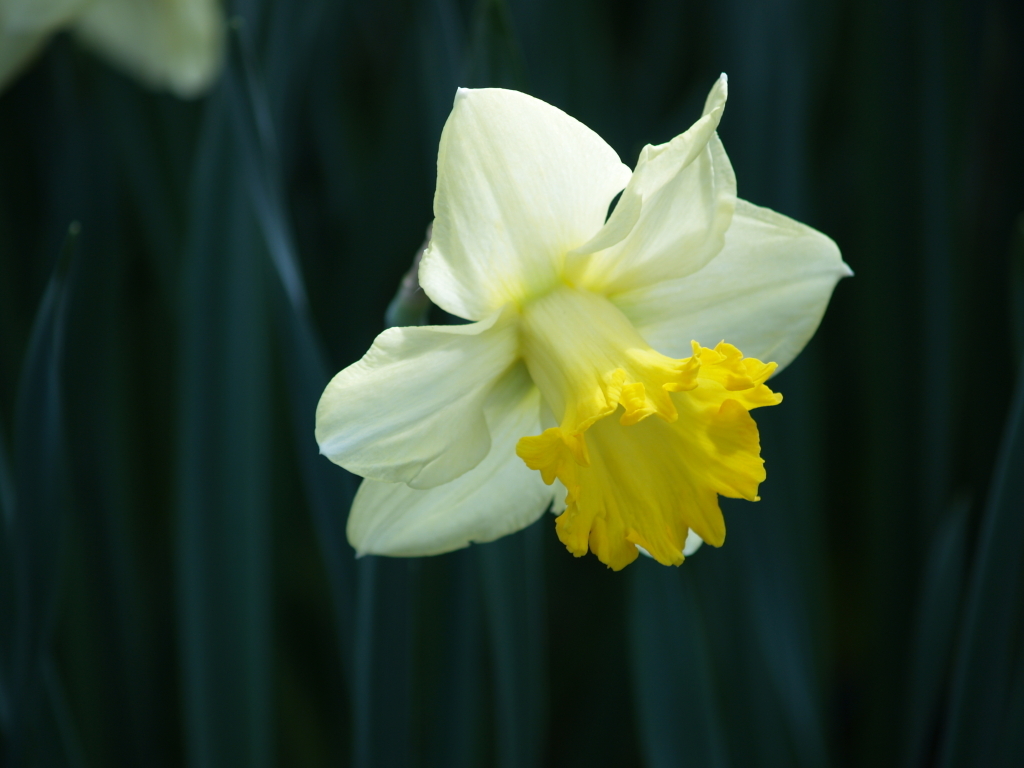 Нарцисс Цветок Фото Крупным Планом – Telegraph