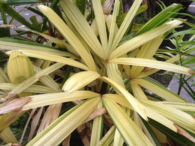 Pohon Palem Waregu Variegata Pohon Palem Waregu Variegata