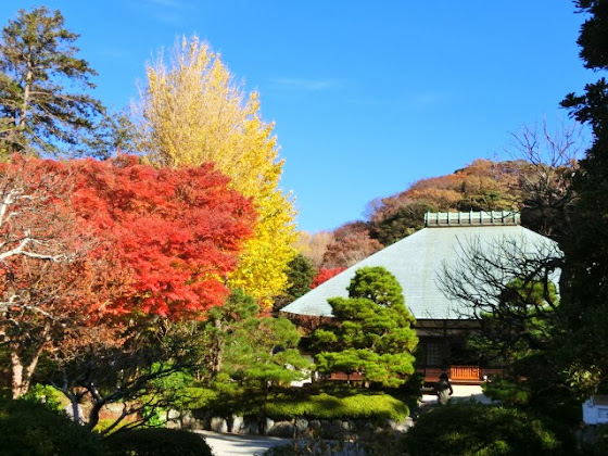 浄妙寺の紅葉