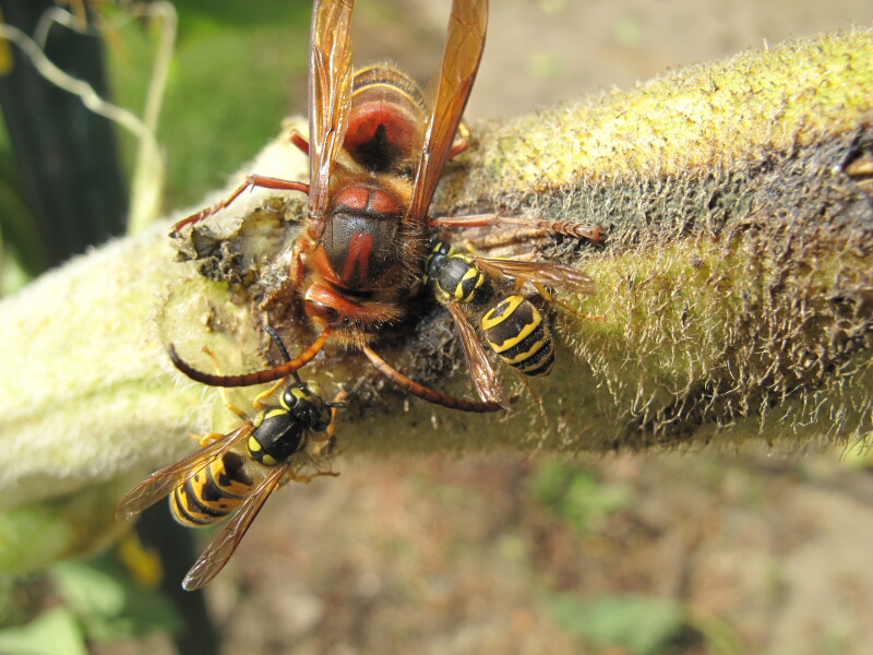The Joyce Road Neighborhood: European Hornet