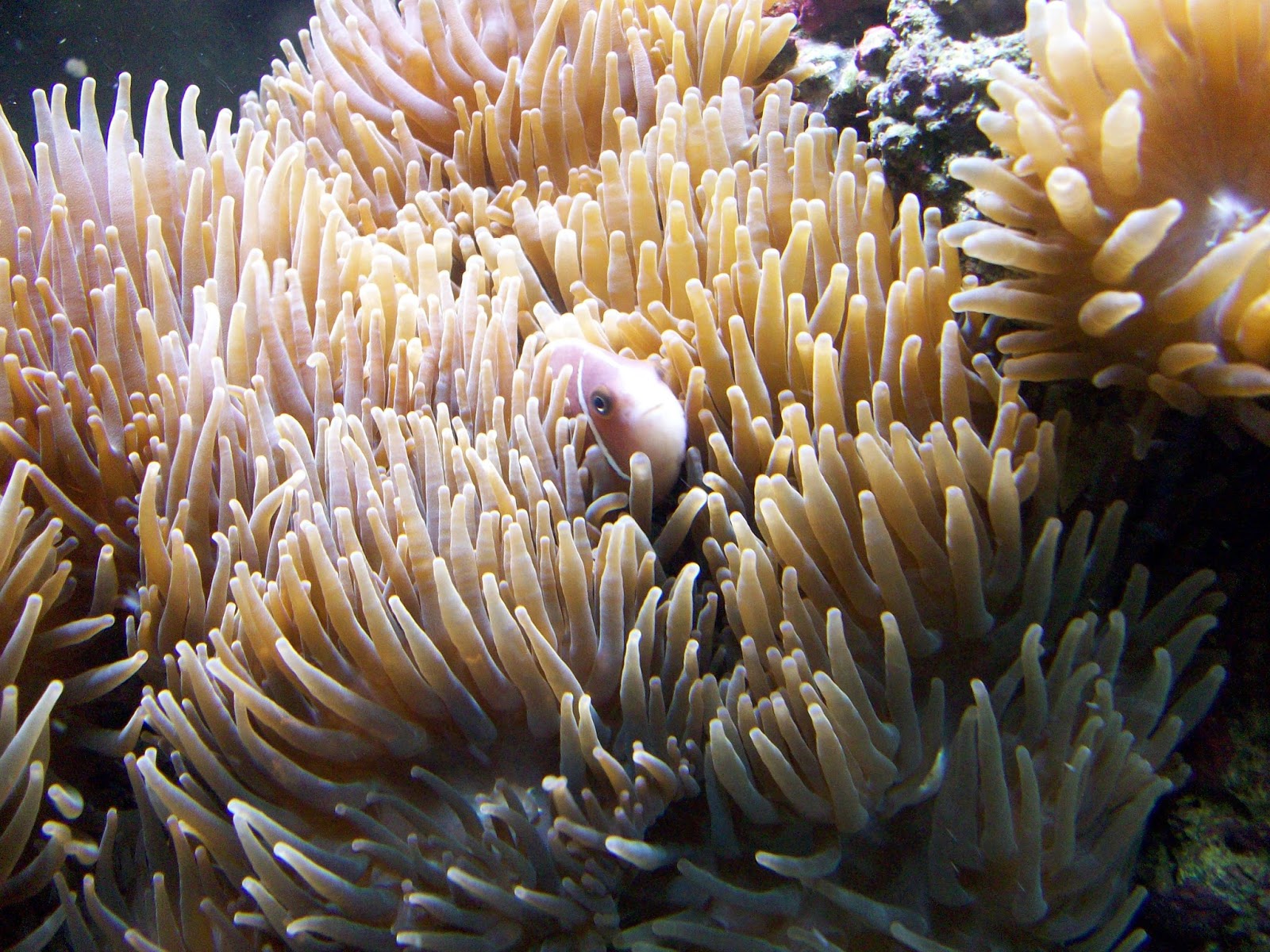 Clownfish+Host+Anemone+1.jpg