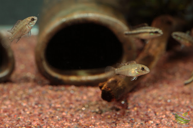 F1 Pelvicachromis subocellatus