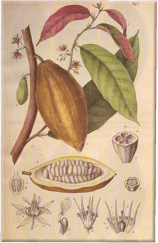 dying for chocolate chocolate theobroma cacao botanical plant growth chart for students