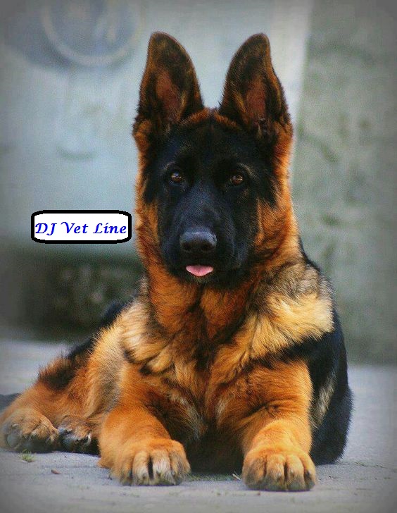 DJ Vet Line: German Shepherd Growth Chart by Weight & Age