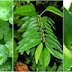 OBAT BUANG AIR BESAR BERDARAH SECARA ALAMI thumbnail