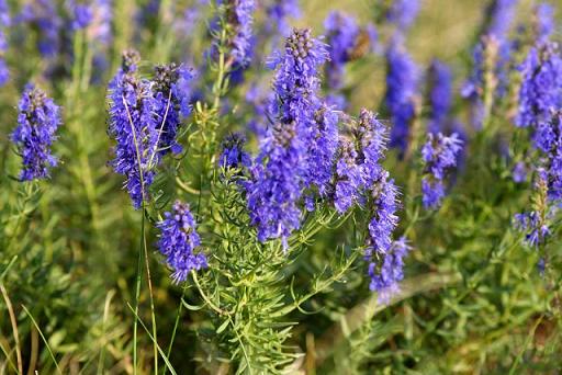 Hyssop