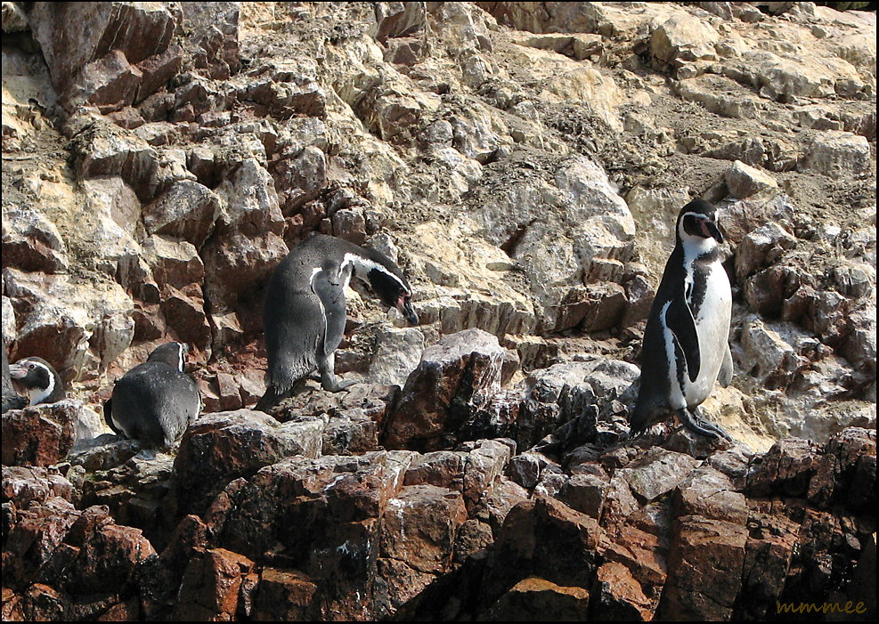My Garden: Endangered Species - Galapagos Penguins