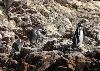 My Garden: Endangered Species - Galapagos Penguins