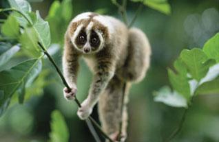 THE ANIMAL for JUST: Java slow loris