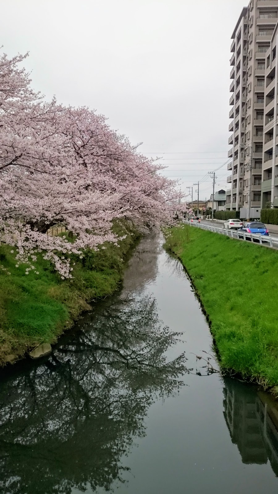 新松戸 新坂川沿いの桜並木が危機 植樹ルールでは植え替え不可 Capricious