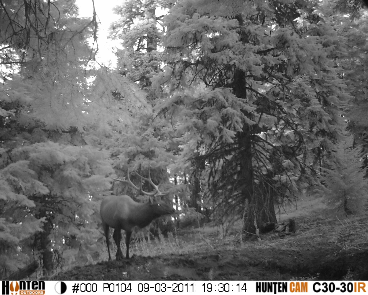 Kristy Titus Oregon's Archery Elk Season Continued