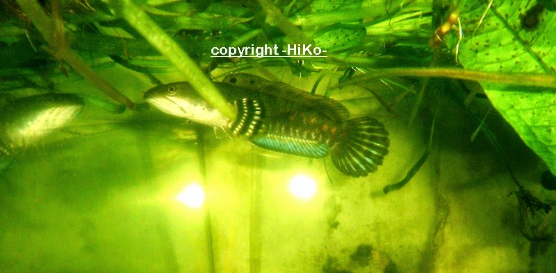 Mahamaya Hiko: Jenis jenis snakehead fish (Channidae family)