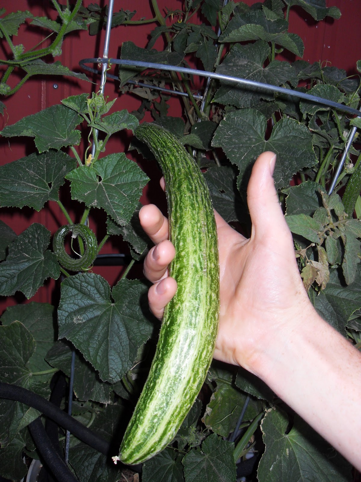 The Scientific Gardener The First Cucumbers