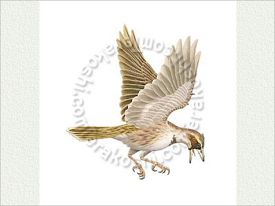 aves del cretaceo Sinornis