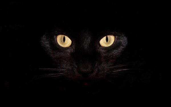 Black Cat Dreadful Eyes Full HD Pics