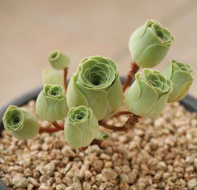 fPdecor_Rose-Succulents