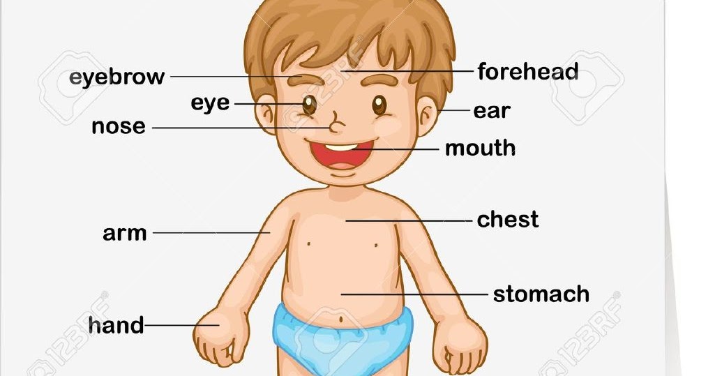 METODOS DE INGLES PARA NIÑOS partes del cuerpo METODOS DE INGLES PARA NIÑOS partes del cuerpo