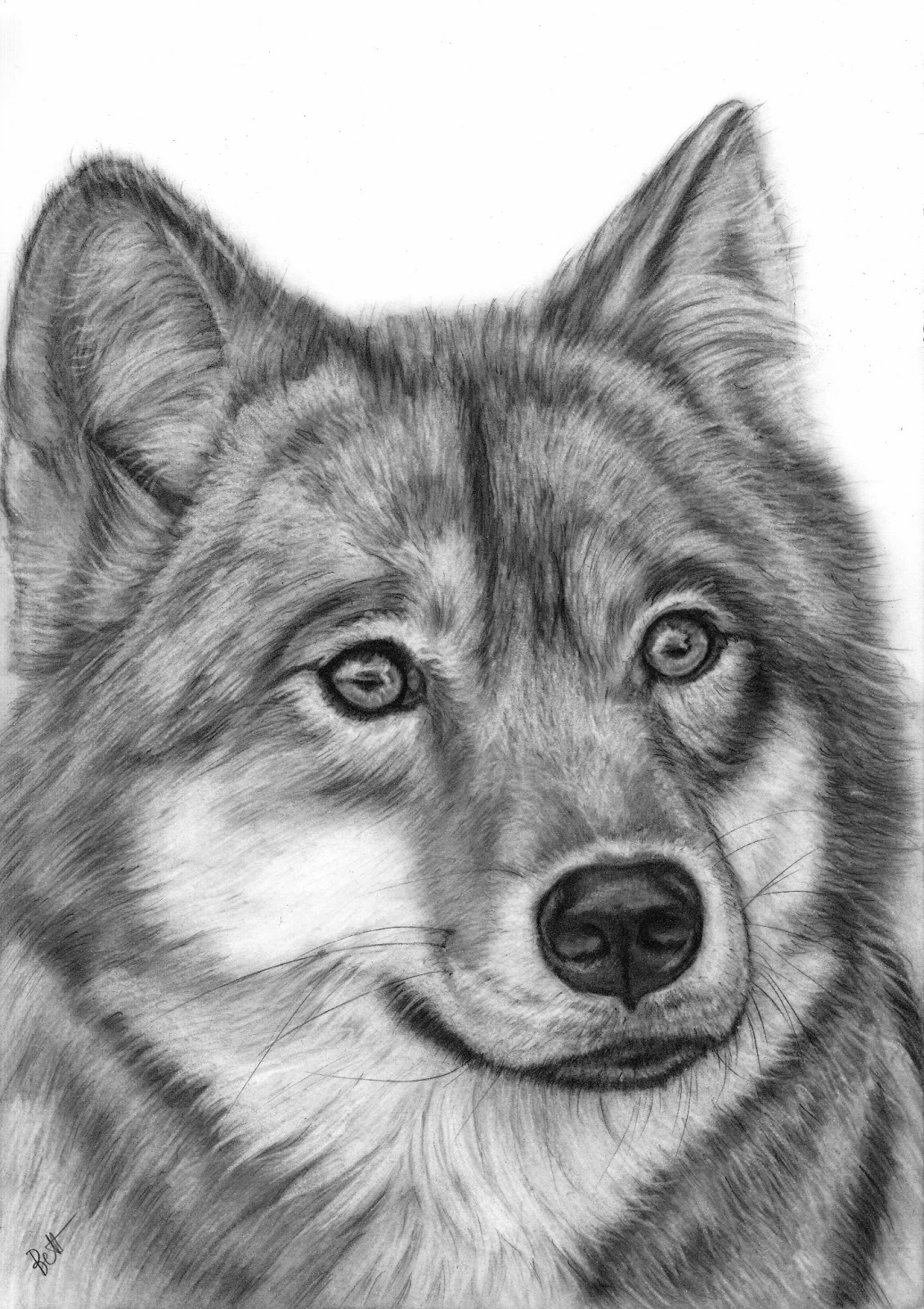 Le blog de Béa mes dessins, photos, peintures... Loup