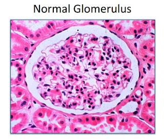 renal tutor respiratory physiology pathophysiology cardiovascular notes general