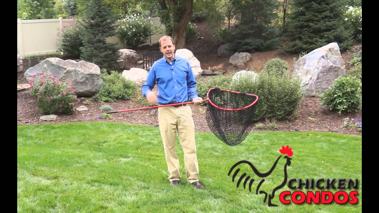 Bird In Everything Catching Birds With Nets