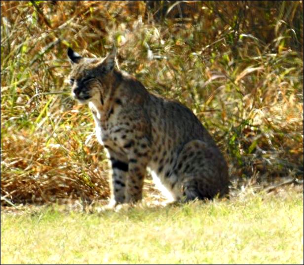 Barb and Butch's Big Adventure South Texas Bobcat