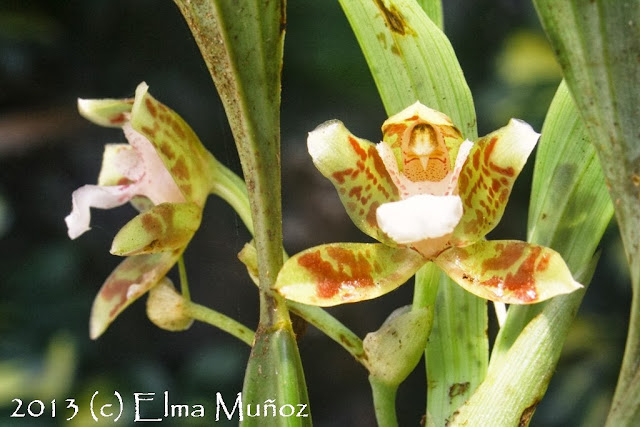 Batemannia peruviana. Orquideas del Perú