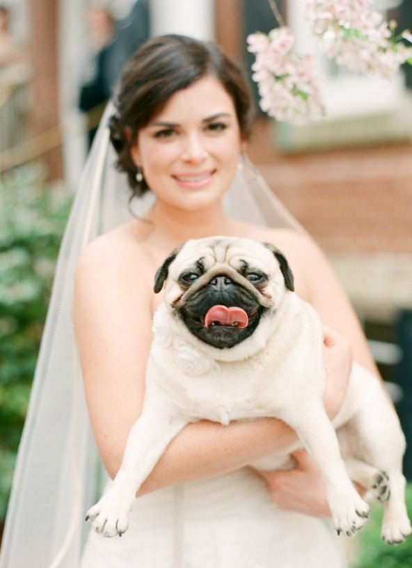 Fotos de Casamento com Cachorros