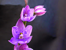 Sun Orchid
