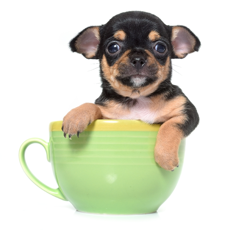 Veterinary XRay Teacup Dogs The Cute