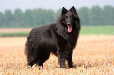 Pastor belga groenendael Pastor belga groenendael