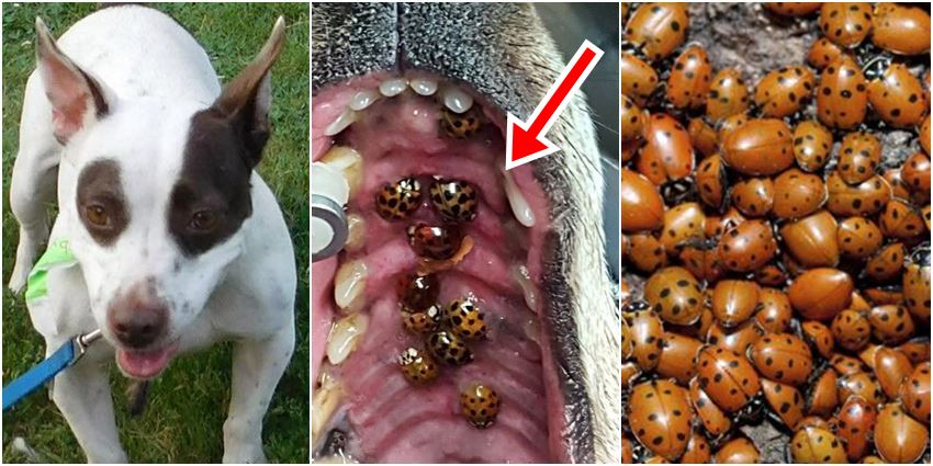 ladybugs in dog mouth ladybugs in dog mouth