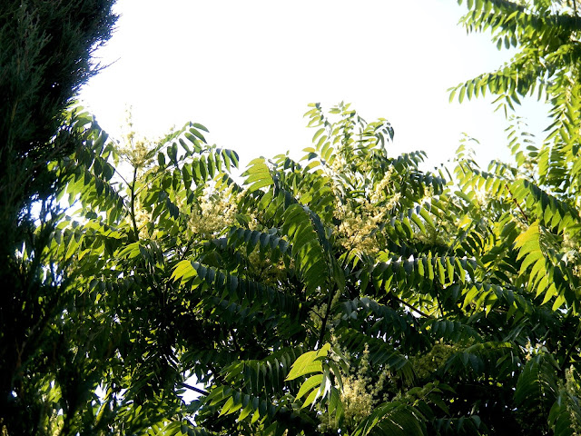 Downy Tree of Heaven (Ailanthus vilmoriniana)