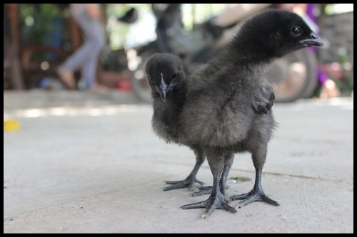 Ayam Cemani (Simsiyah Tavuk Kelimesinin Karşılığı) Yeşil Parmak