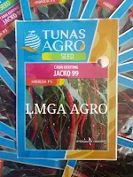 CARA MENANAM CABE JACKO 99, TANAMAN CABE, CABE KERITING, LMGA AGRO