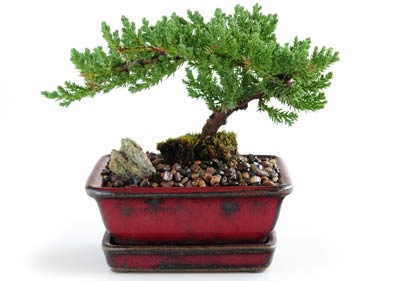 11 Best Juniper Images Plants Juniperus Communis Evergreen