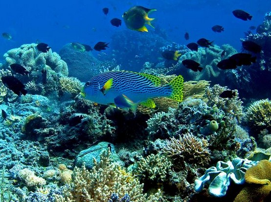 Peran Manusia Dalam Melestarikan Keanekaragaman Dan Sumber Daya Hayati