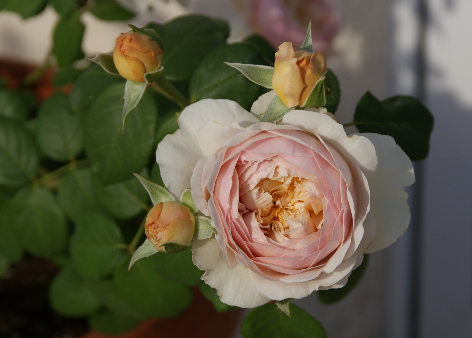 Organic Garden Dreams: September Roses